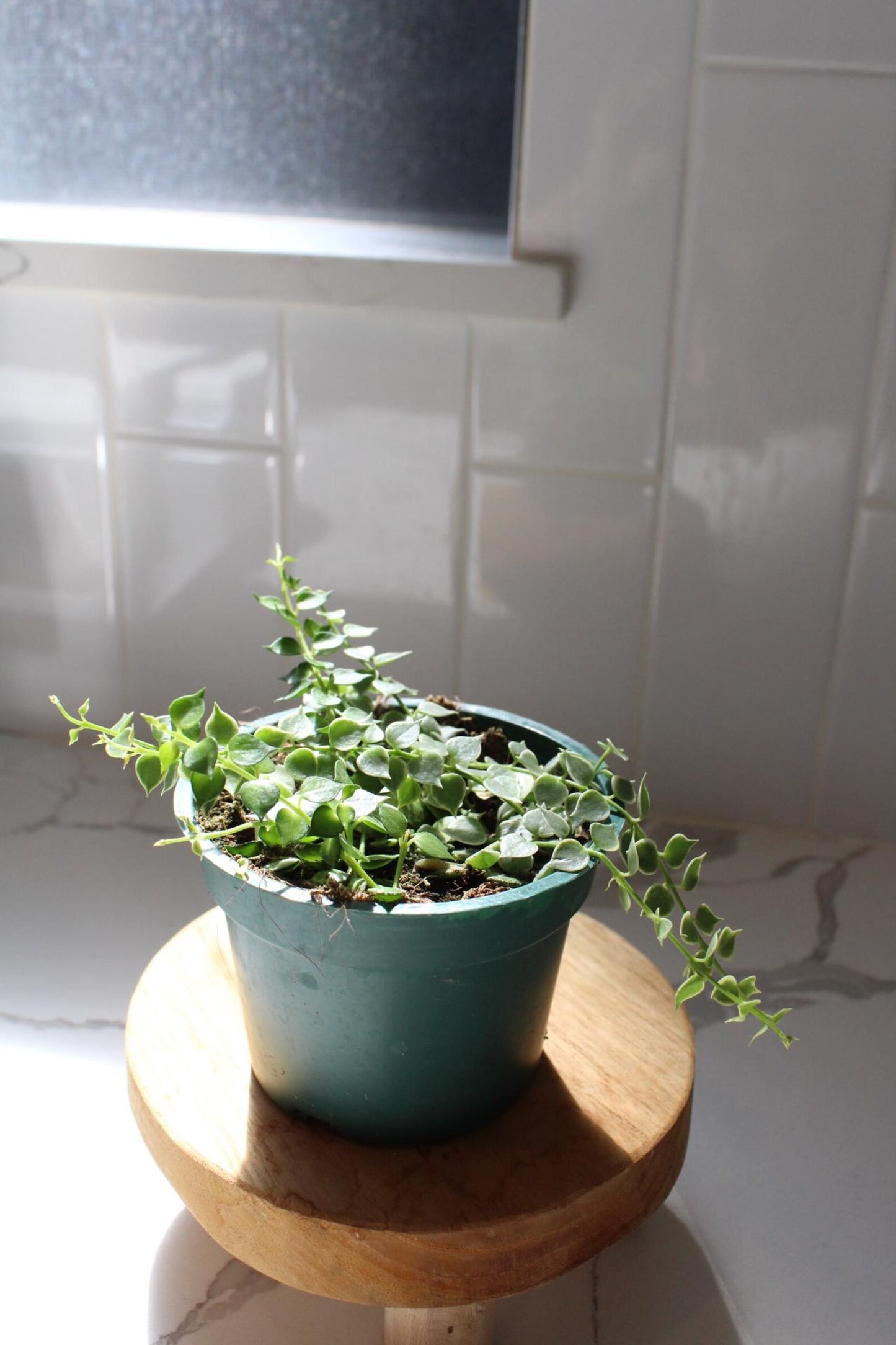 Variegated Million Hearts – Trailing Indoor Succulent Vine