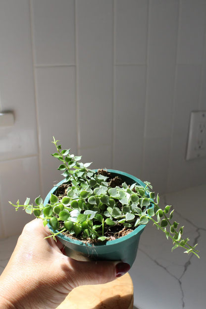 Variegated Million Hearts – Trailing Indoor Succulent Vine