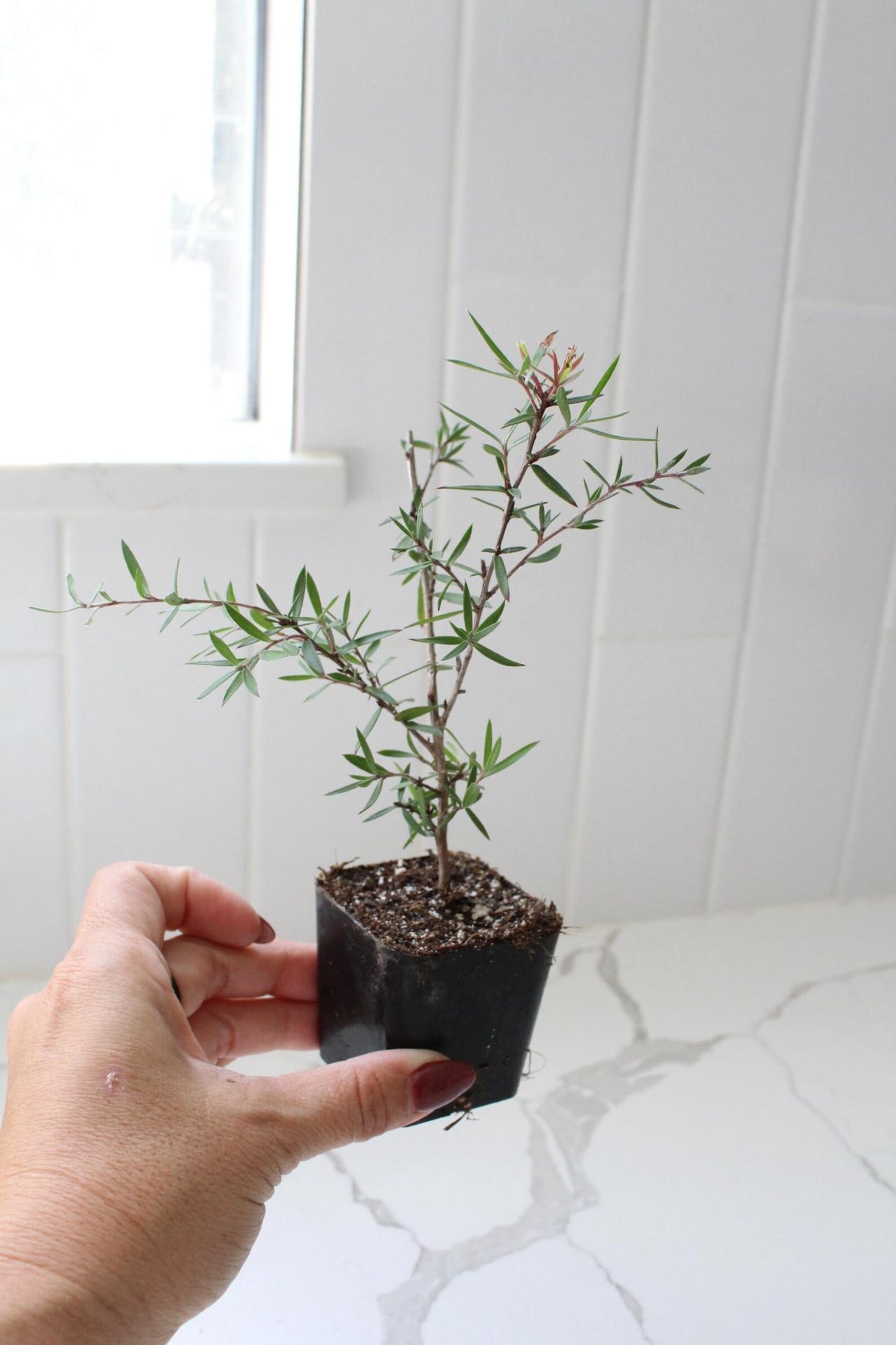 Pink Manuka Tea Tree – Drought Tolerant Starter Plant