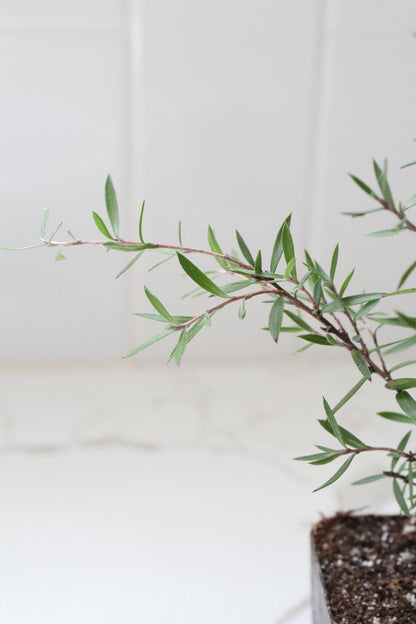 Pink Manuka Tea Tree – Drought Tolerant Starter Plant