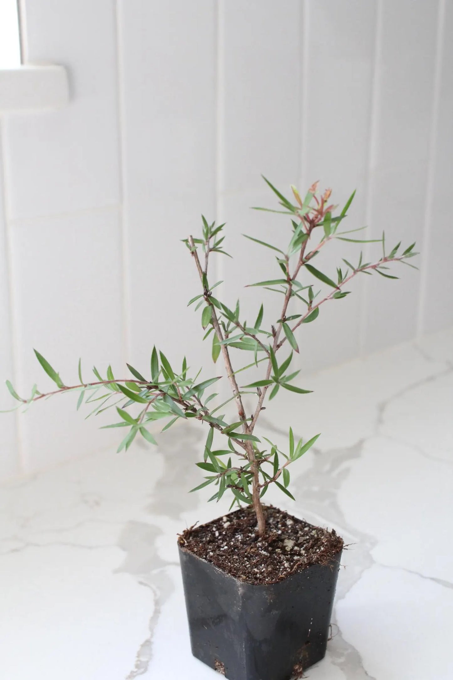 Pink Manuka Tea Tree – Drought Tolerant Starter Plant