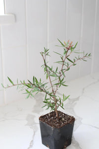 Pink Manuka Tea Tree – Drought Tolerant Starter Plant