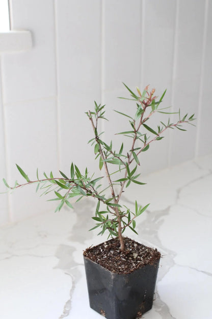 Pink Manuka Tea Tree – Drought Tolerant Starter Plant