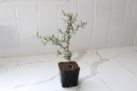 Pink Manuka Tea Tree – Drought Tolerant Starter Plant
