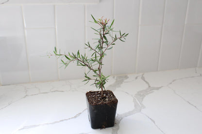 Pink Manuka Tea Tree – Drought Tolerant Starter Plant