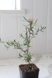 Pink Manuka Tea Tree – Drought Tolerant Starter Plant