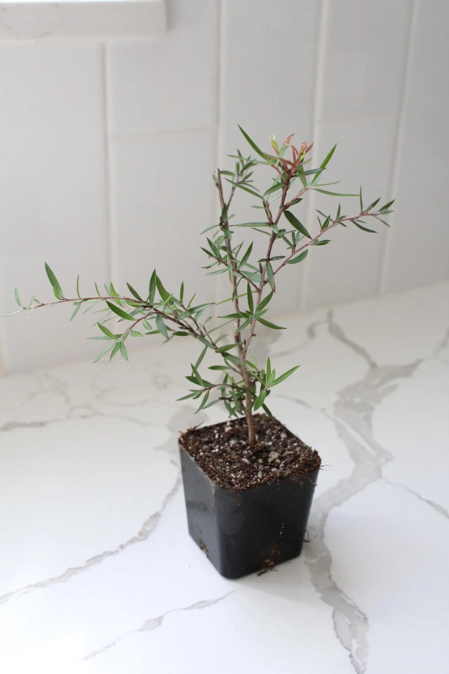 Pink Manuka Tea Tree – Drought Tolerant Starter Plant