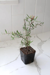 Pink Manuka Tea Tree – Drought Tolerant Starter Plant