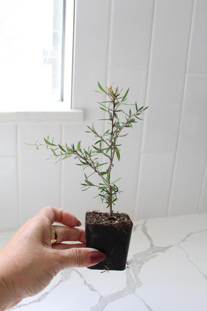 Pink Manuka Tea Tree – Drought Tolerant Starter Plant