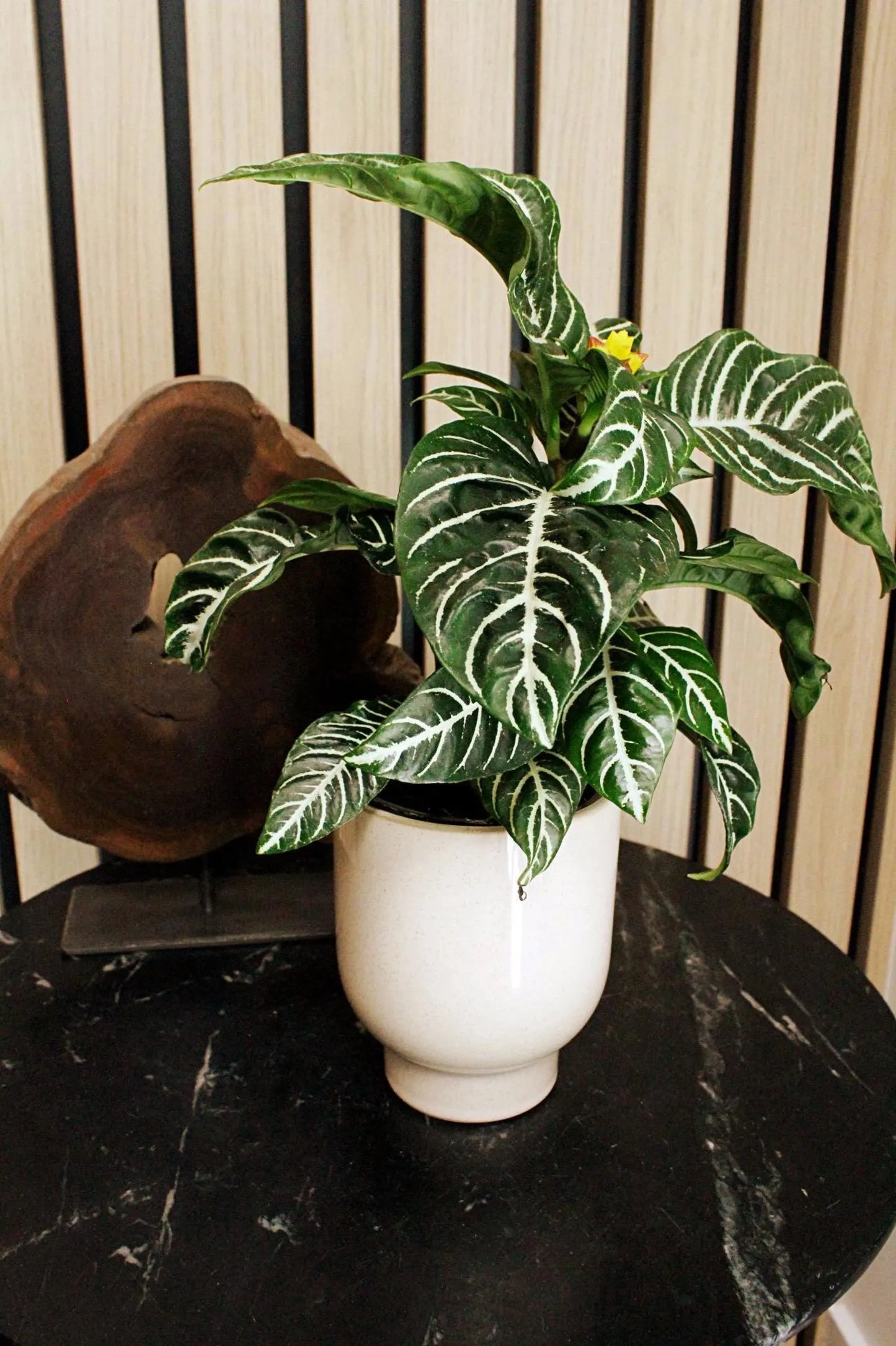 Beige Ceramic Planter – Minimal Desk Succulent Pot