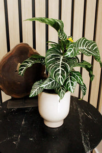 Beige Ceramic Planter – Minimal Desk Succulent Pot