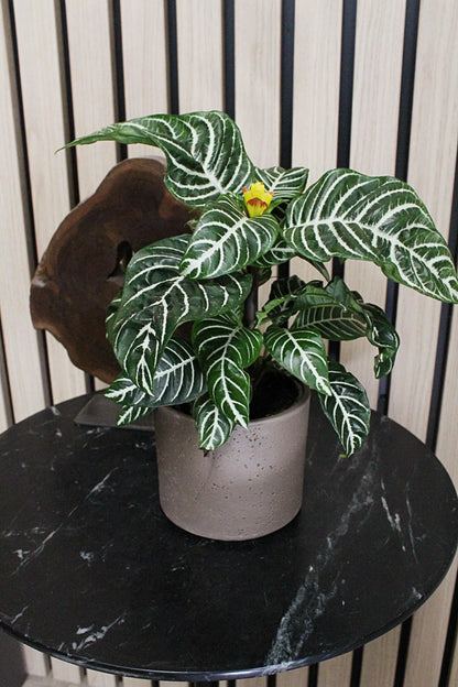 Dark Grey Planter – Textured Ceramic Indoor Pot