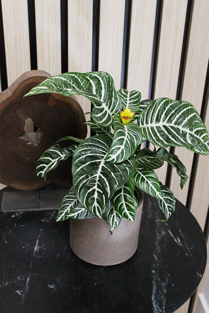 Dark Grey Planter – Textured Ceramic Indoor Pot