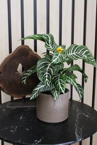 Dark Grey Planter – Textured Ceramic Indoor Pot