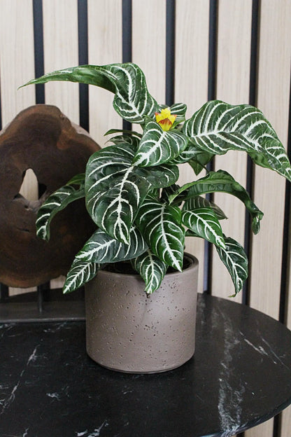 Dark Grey Planter – Textured Ceramic Indoor Pot