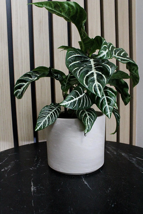 Ceramic Light Gray Pot