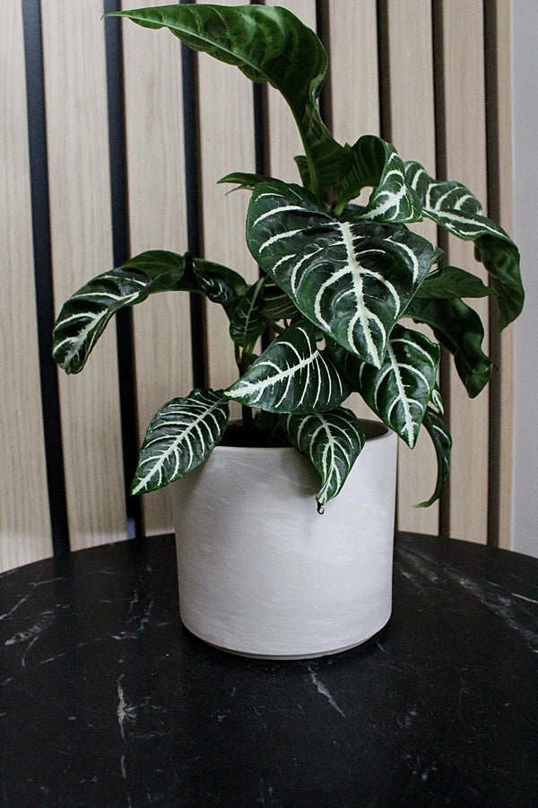 Ceramic Pot Cover – Minimal Modern Indoor Planter