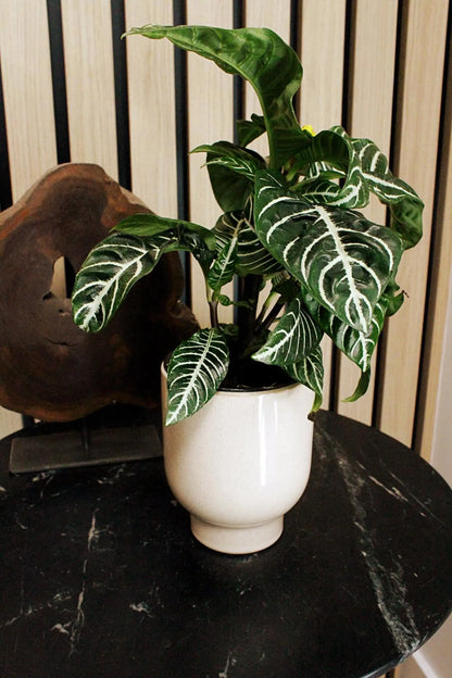 Beige Ceramic Planter – Minimal Desk Succulent Pot