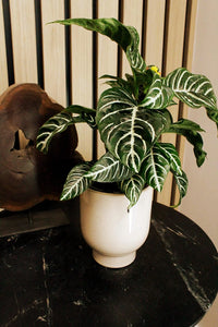 Beige Ceramic Planter – Minimal Desk Succulent Pot