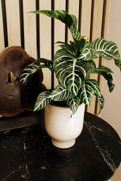 Beige Ceramic Planter – Minimal Desk Succulent Pot