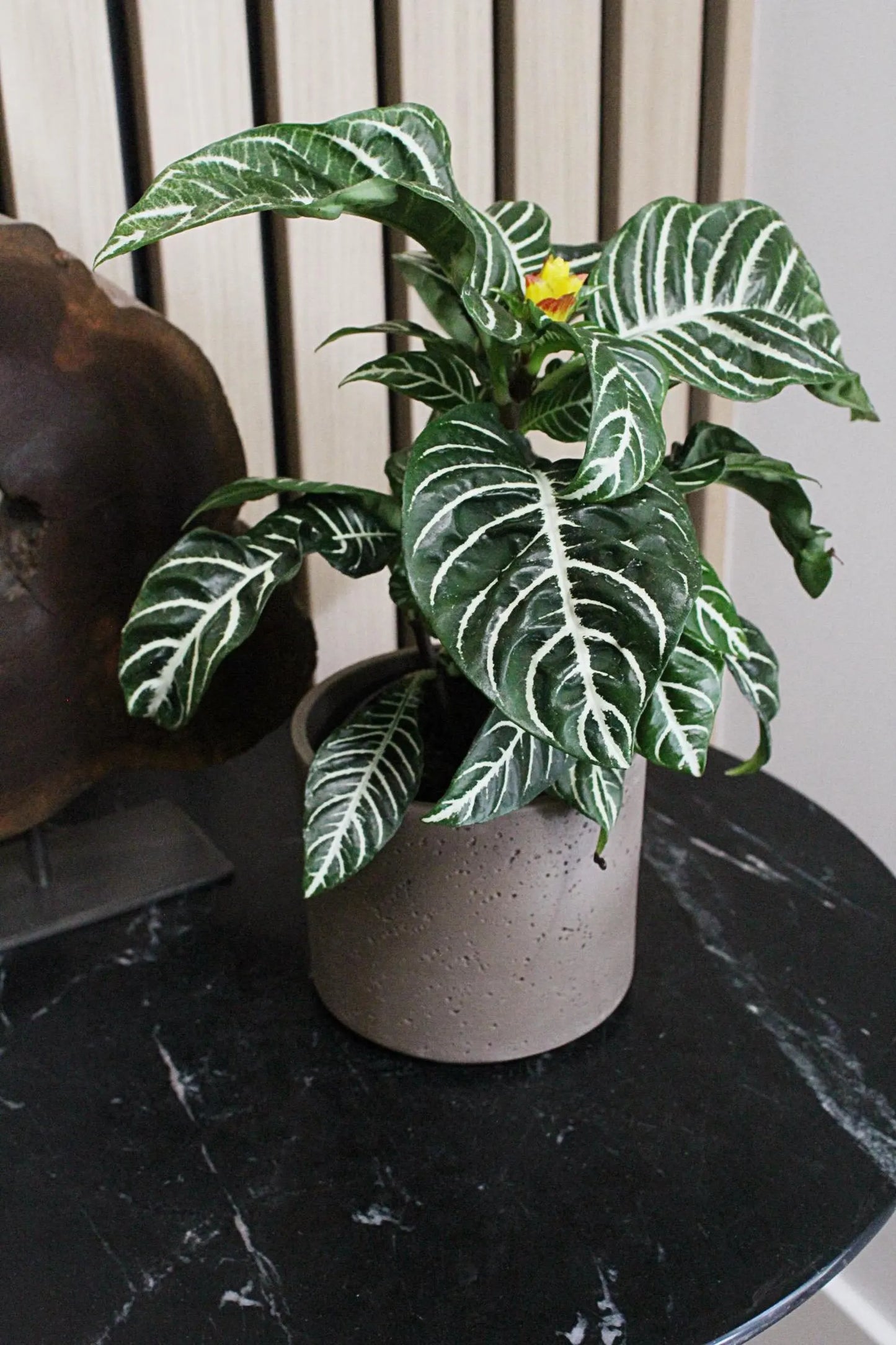 Dark Grey Planter – Textured Ceramic Indoor Pot