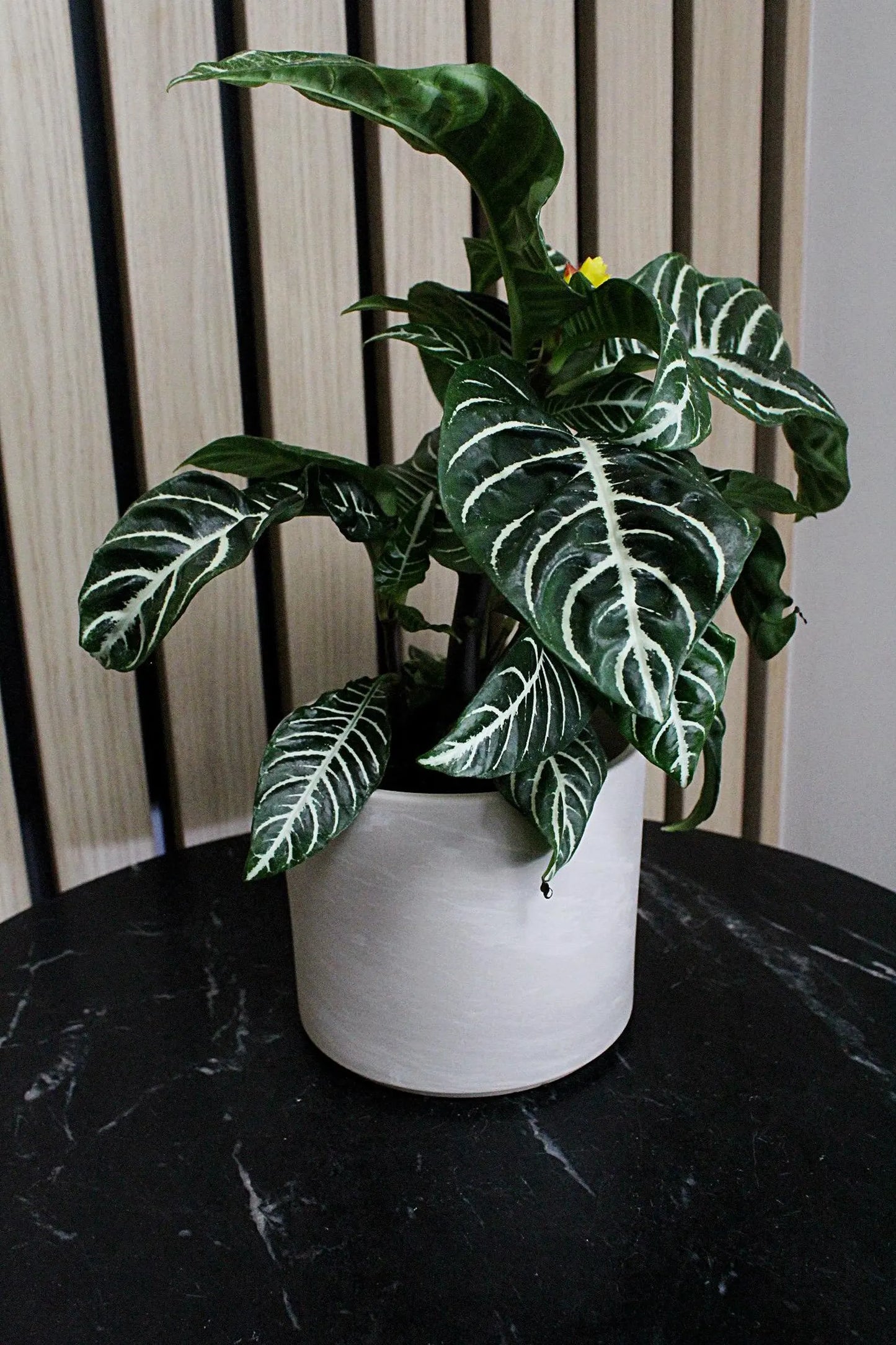 Ceramic Pot Cover – Minimal Modern Indoor Planter