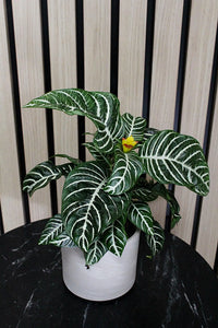 Ceramic Pot Cover – Minimal Modern Indoor Planter
