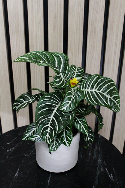 Ceramic Pot Cover – Minimal Modern Indoor Planter