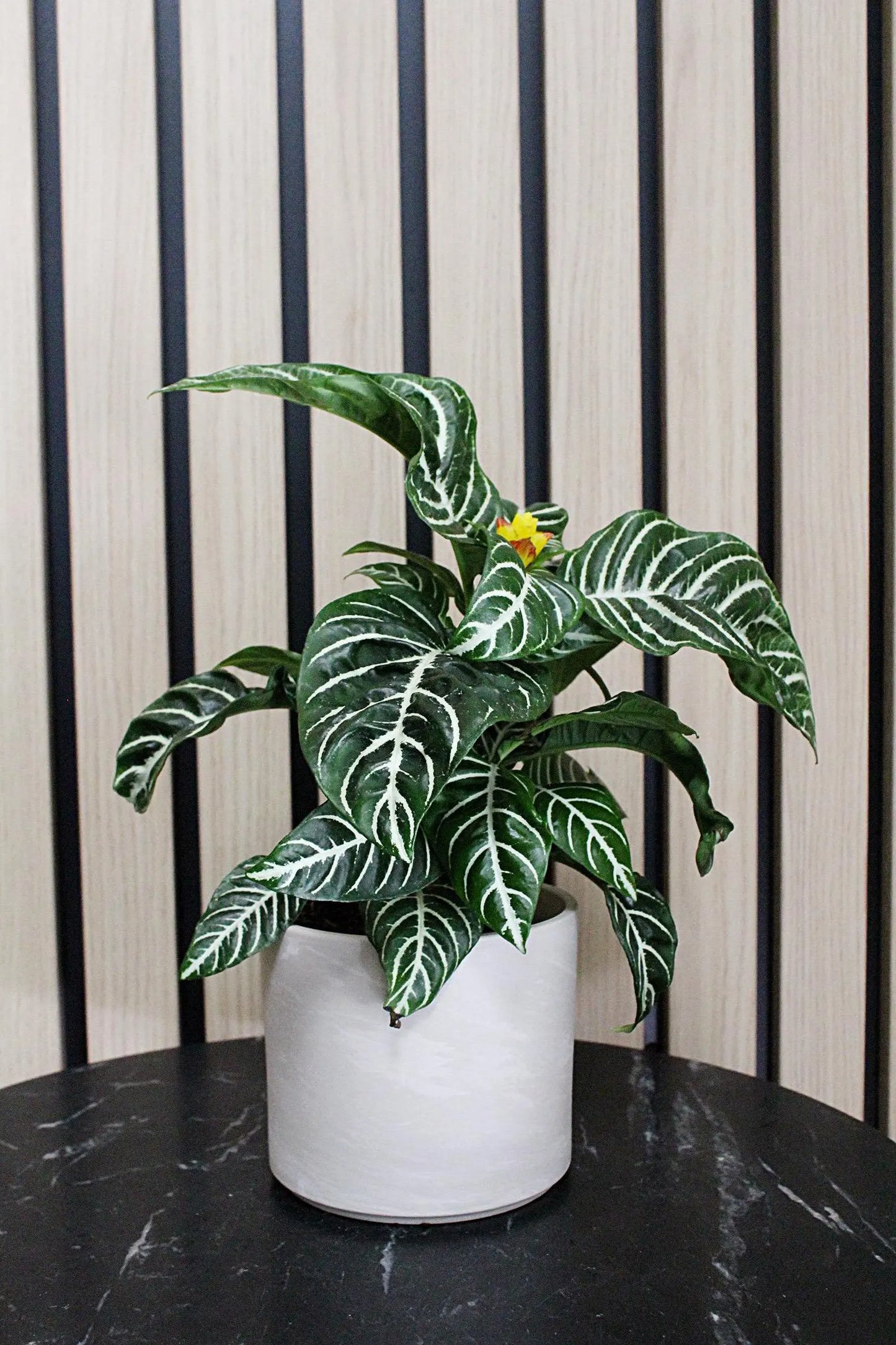 Ceramic Pot Cover – Minimal Modern Indoor Planter
