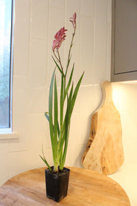 Pink Kangaroo Paw – Drought-Tolerant Perennial Starter Plant