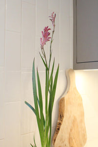 Pink Kangaroo Paw – Drought-Tolerant Perennial Starter Plant