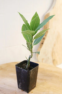 Sweet Bay Laurel Plant – Culinary Herb Starter