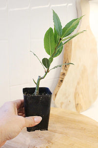 Sweet Bay Laurel Plant – Culinary Herb Starter