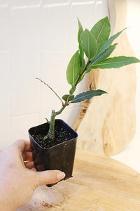 Sweet Bay Laurel Plant – Culinary Herb Starter