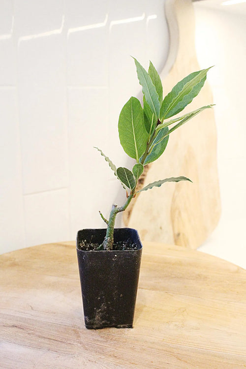 Bay Laurel Plant – Culinary Herb Starter