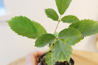 Golden Trumpet Tree – Yellow Flowering Starter Sapling