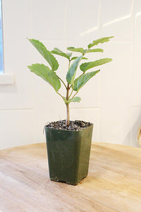 Golden Trumpet Tree – Yellow Flowering Starter Sapling