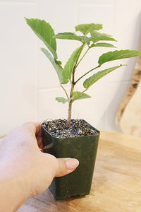 Golden Trumpet Tree – Yellow Flowering Starter Sapling