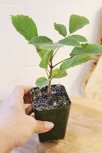 Golden Trumpet Tree – Yellow Flowering Starter Sapling