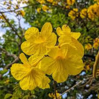 Golden Trumpet Tree – Yellow Flowering Starter Sapling