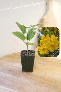 Golden Trumpet Tree – Yellow Flowering Starter Sapling
