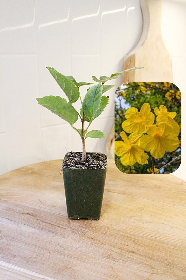 Golden Trumpet Tree – Yellow Flowering Starter Sapling