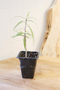 Australian Willow – Drought-Tolerant Bonsai Starter Tree