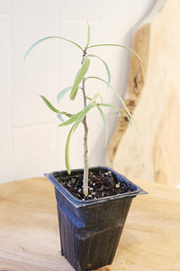 Australian Willow – Drought-Tolerant Bonsai Starter Tree