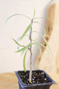 Australian Willow – Drought-Tolerant Bonsai Starter Tree