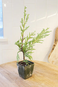 Sabina Juniper Bonsai – Beginner Friendly Outdoor Tree