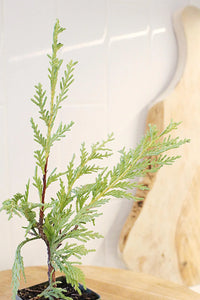 Sabina Juniper Bonsai – Beginner Friendly Outdoor Tree