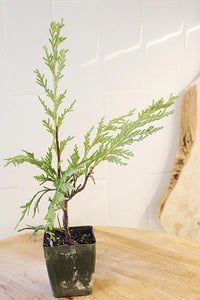 Sabina Juniper Bonsai – Beginner Friendly Outdoor Tree