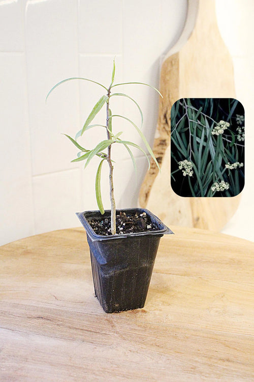 Australian Willow – Drought-Tolerant Bonsai Starter Tree