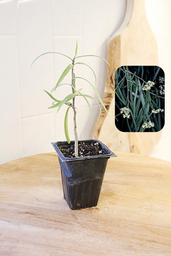 Australian Willow – Drought-Tolerant Bonsai Starter Tree